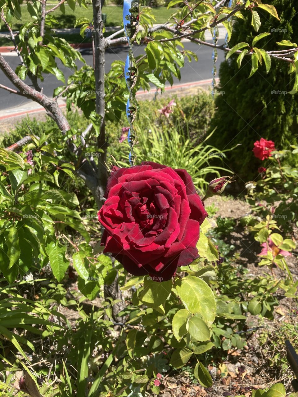 Red rose in city garden 