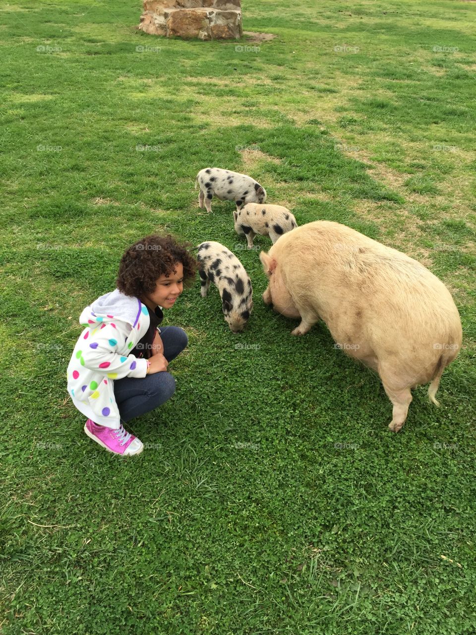 Girl with pigs on grassy field