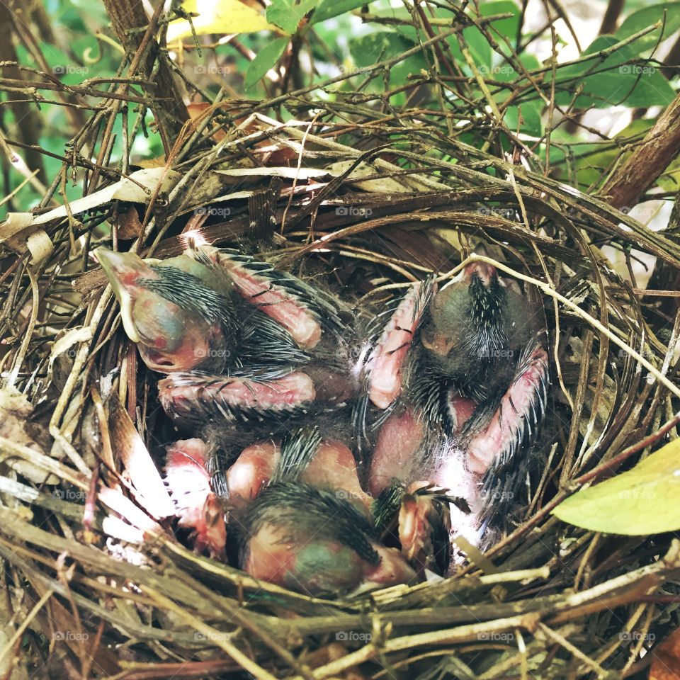 Baby cardinals. Baby cardinals in their nest