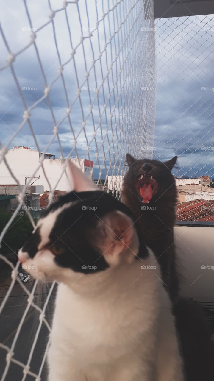 gatos irmãos na varanda