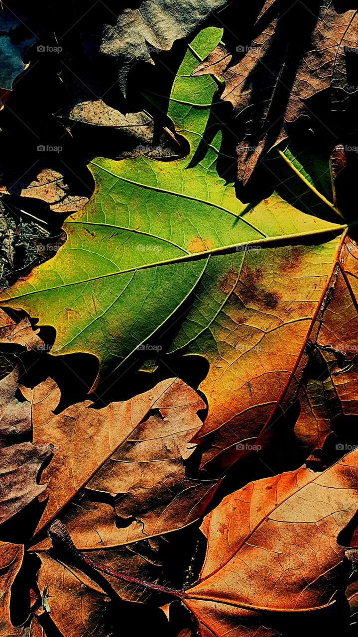 leaf
