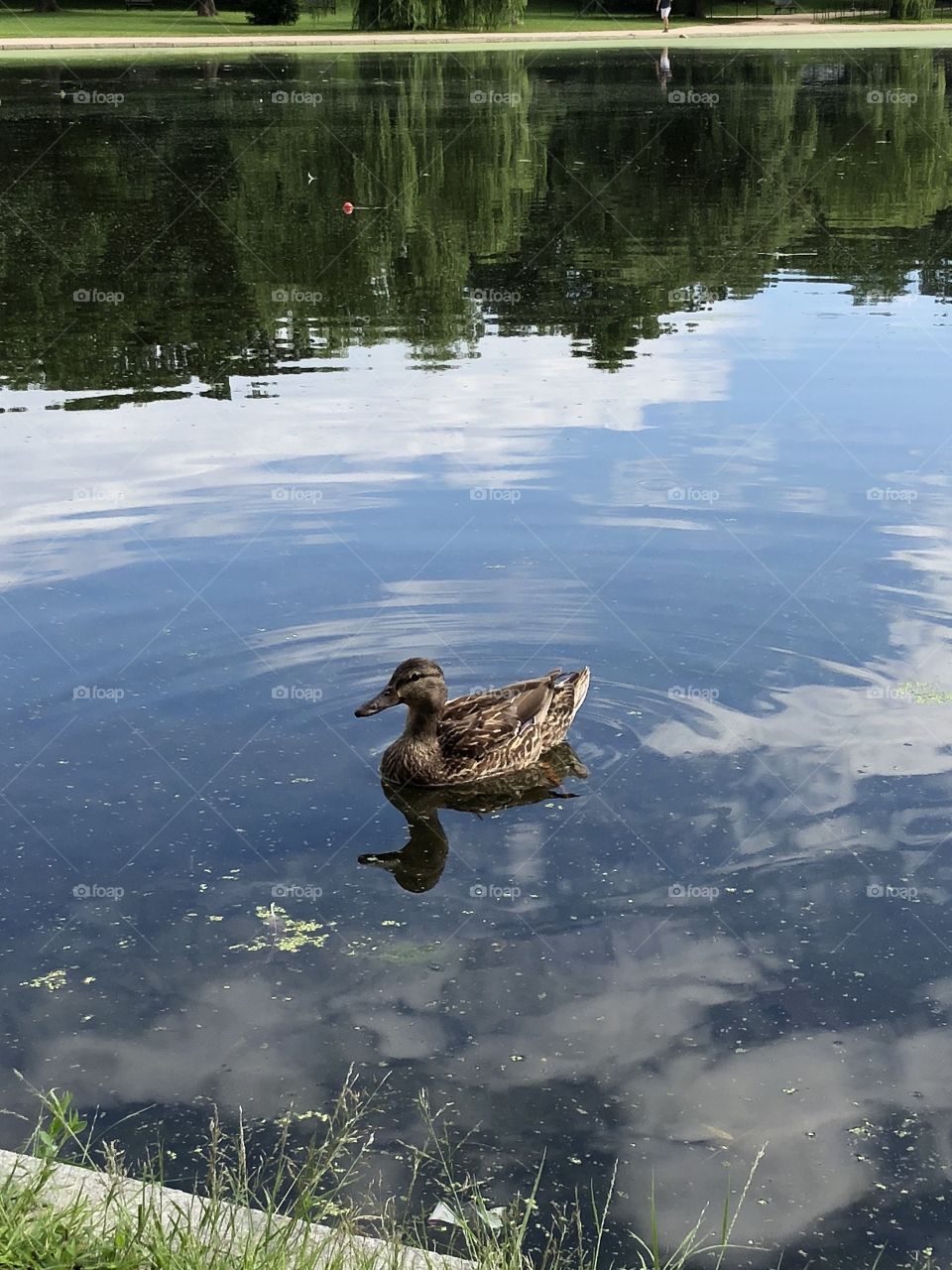 A duck swimming in a pool of water somewhere in the National Mall in Washington DC 