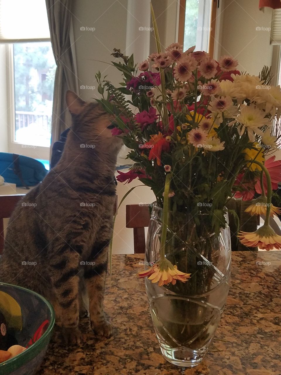 Close-up of a car smelling the flowers in vase