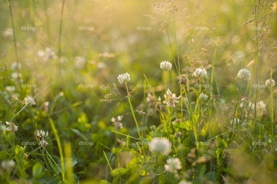 sunset light