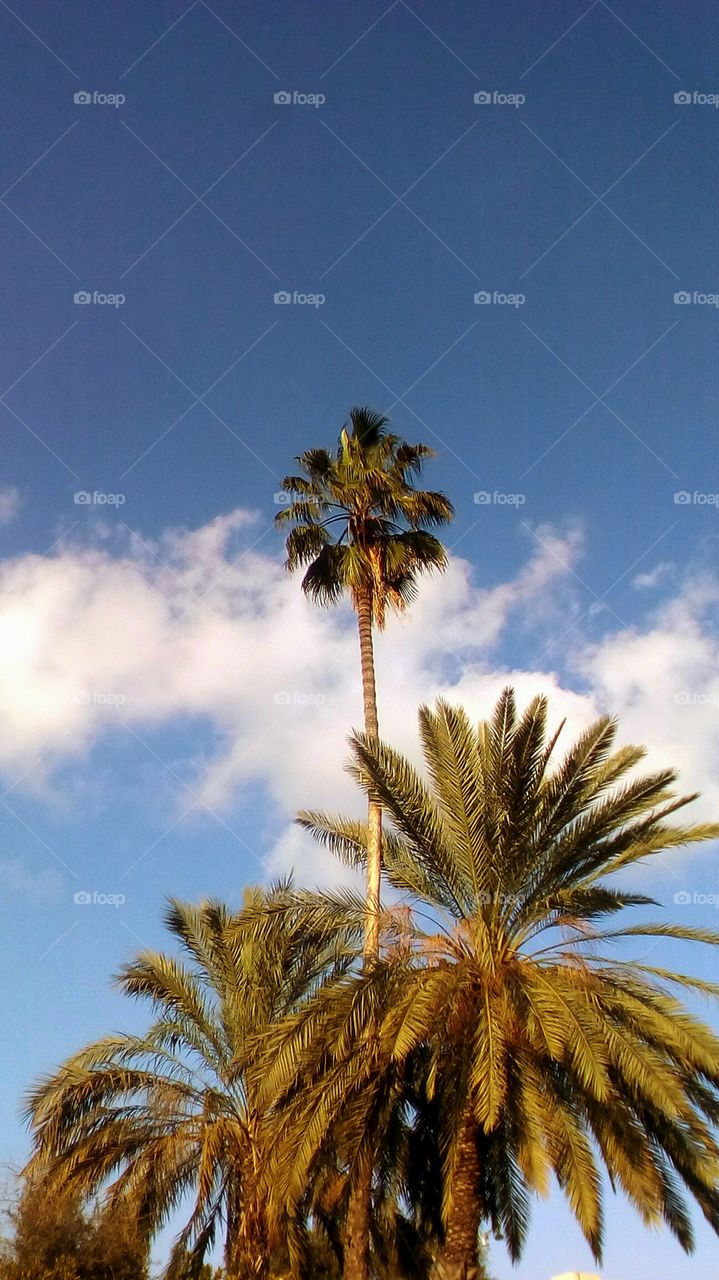 Tropical beautiful nature with diverse
gorgeous Palms in sunny day as idyllic
exotic view