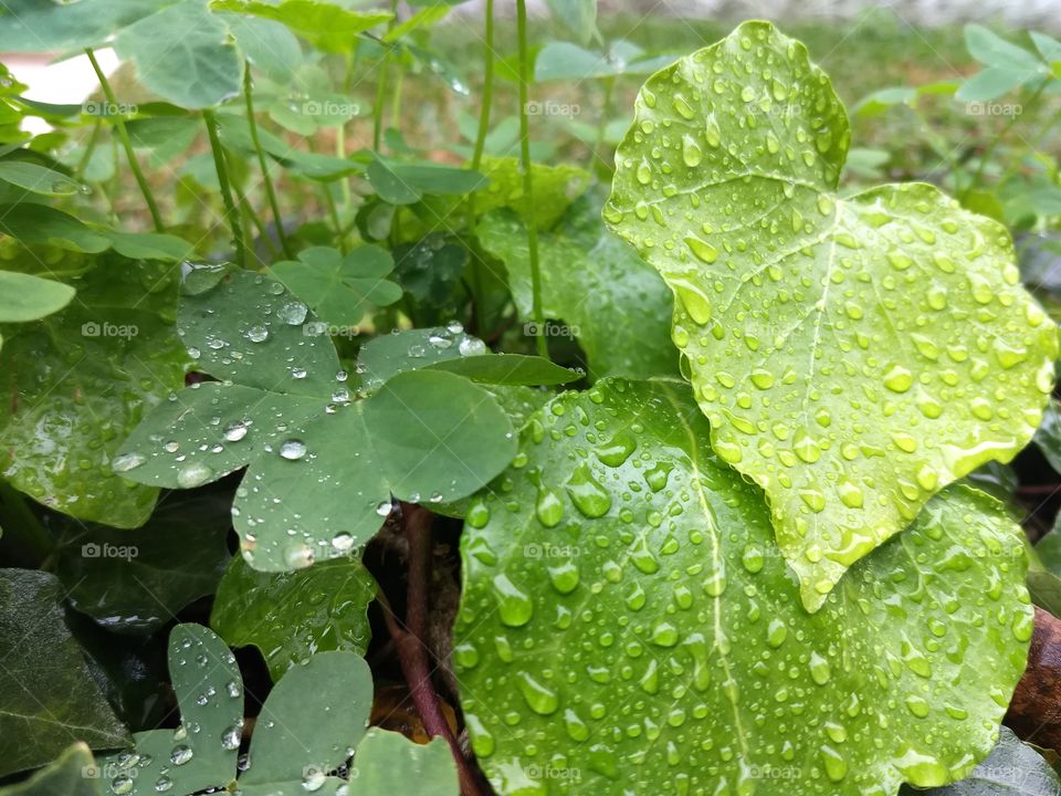Water drops and green