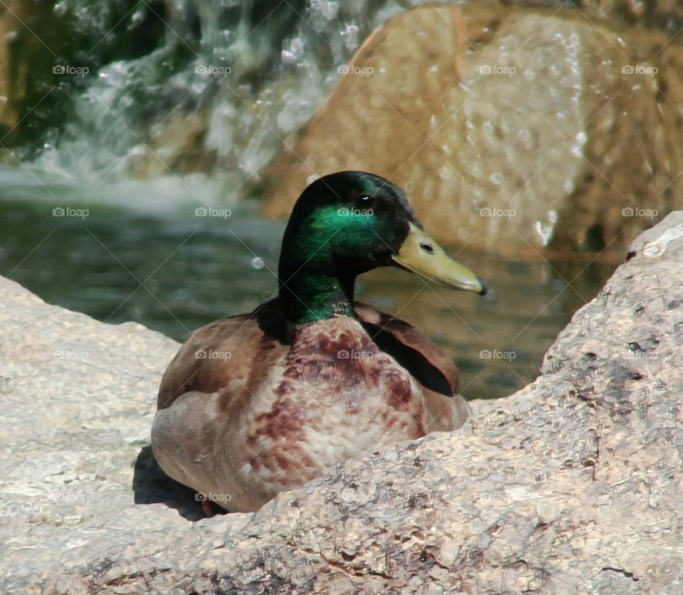 Mallard Duck at the Waterfall