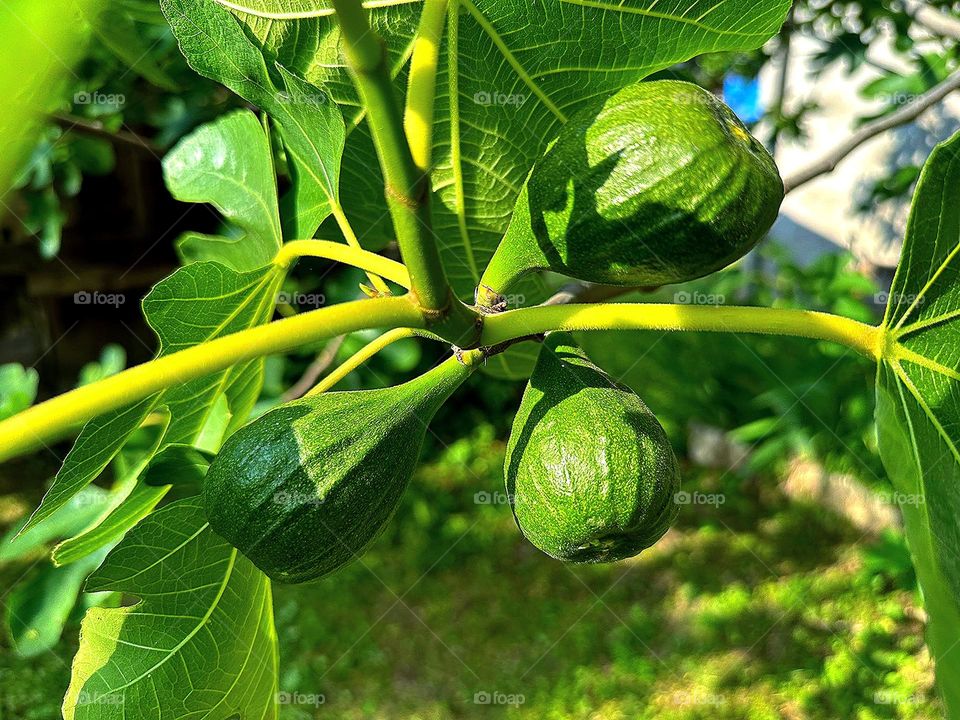 Summer. A branch of a tree with green leaves and  fig fruits against a blue sky