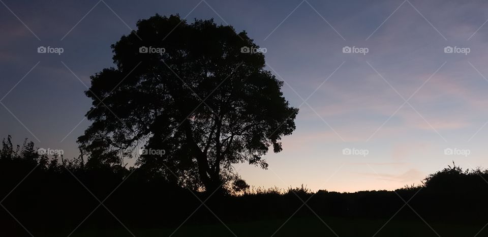 Sunset tree silhouette across the field