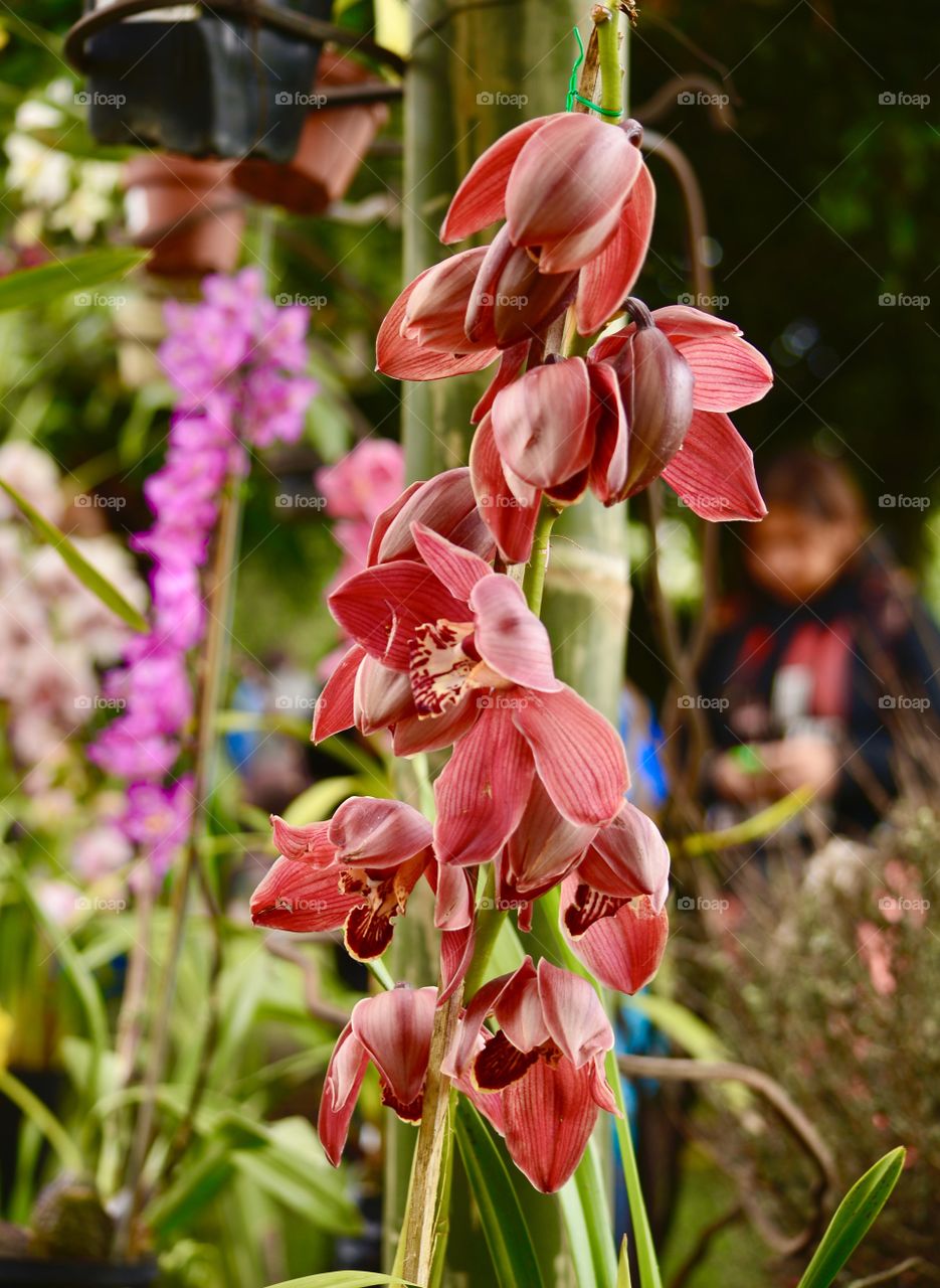 Beautiful orchids 