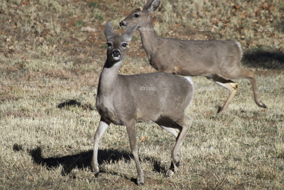 mammal deer bambi split tail country Brown carr Arizona southwest Arizona