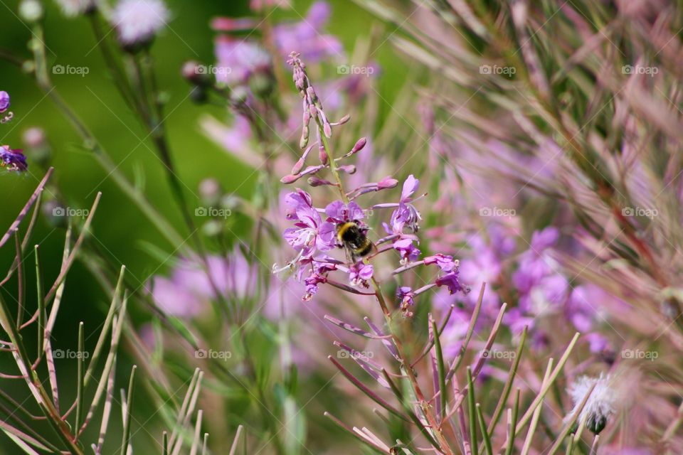 Bumblebee in pink flowers