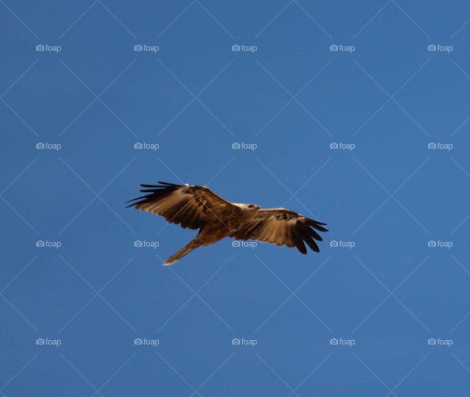 Australian eagle soaring through the clear blue sky