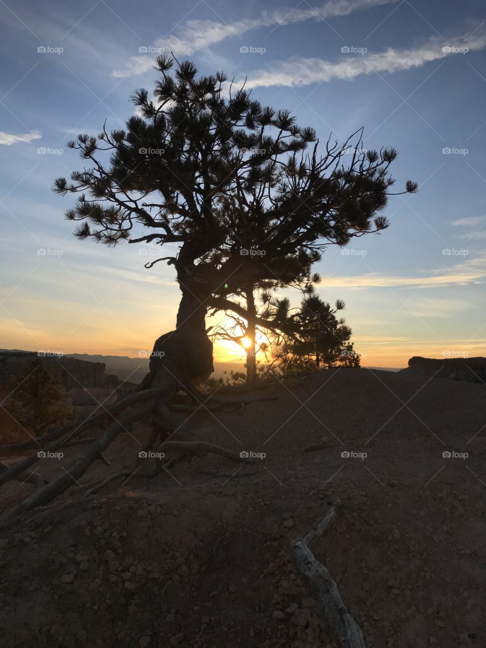 Tree silhouete ar sunrise