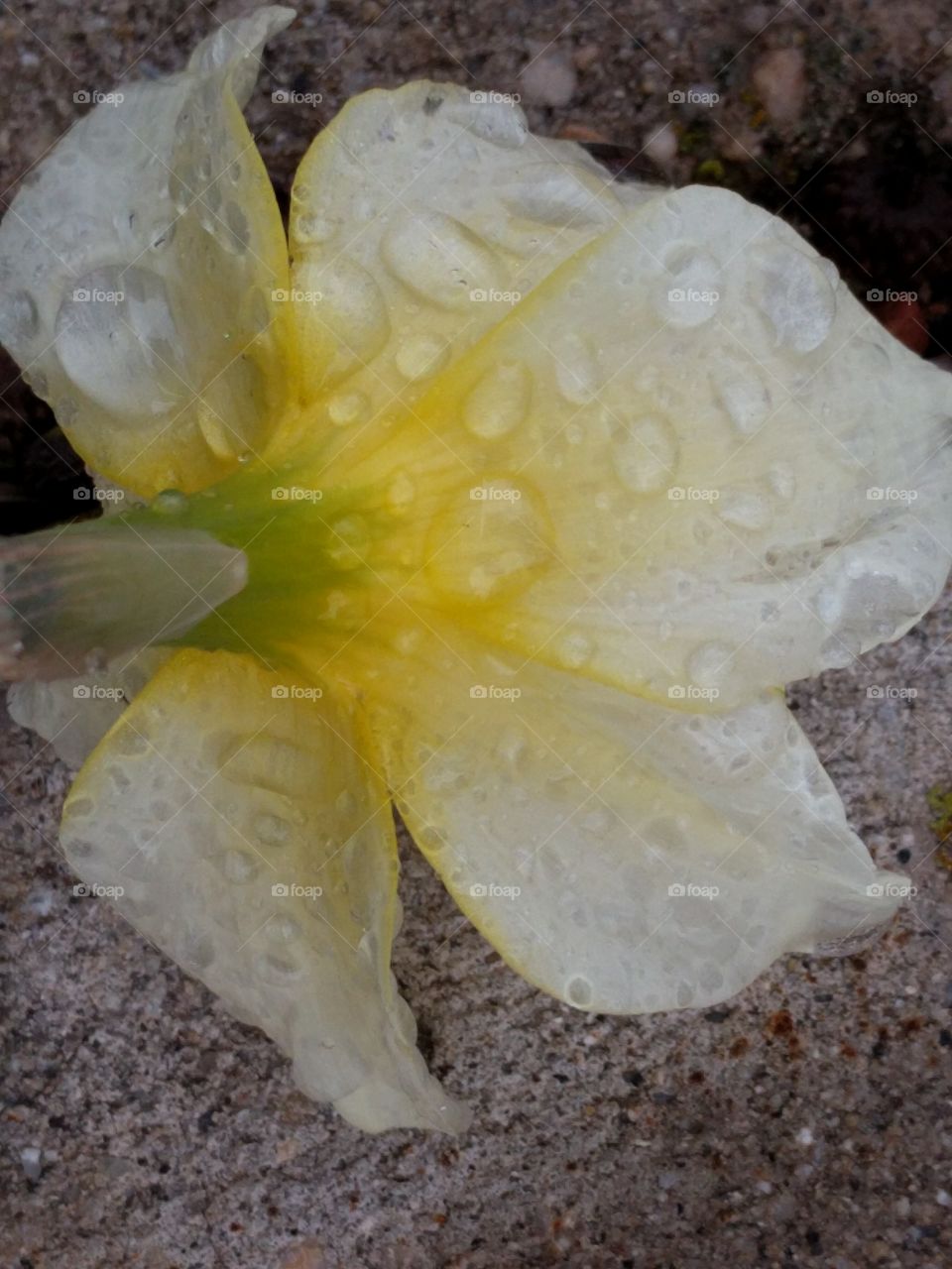 Rainy Daffodil on the Sidewalk