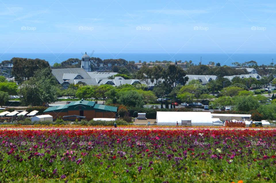 Colorful ranunculus fields in Carlsbad, CA