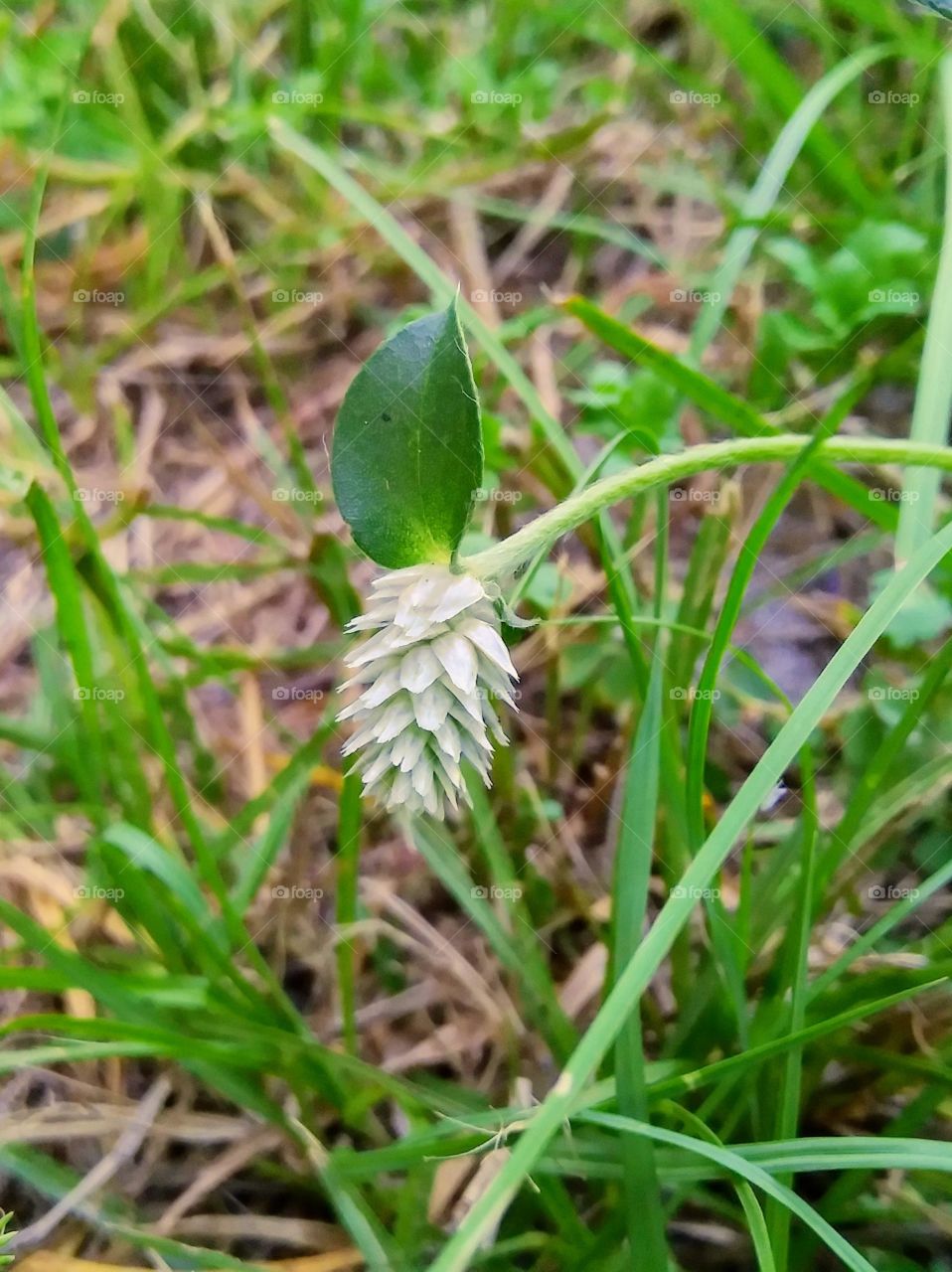 A white bloom from an alligator weed