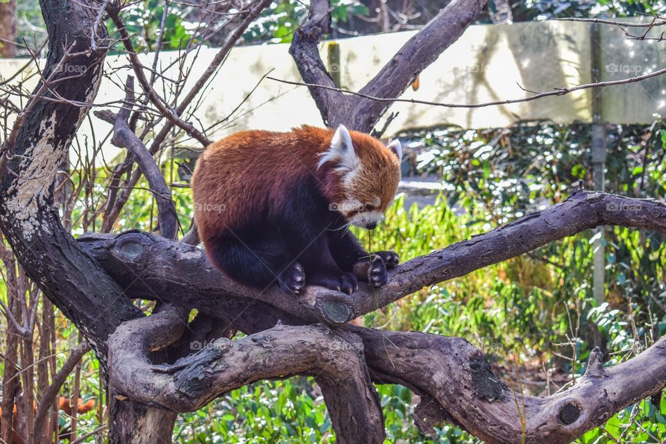 Red panda at New York Central Park zoo