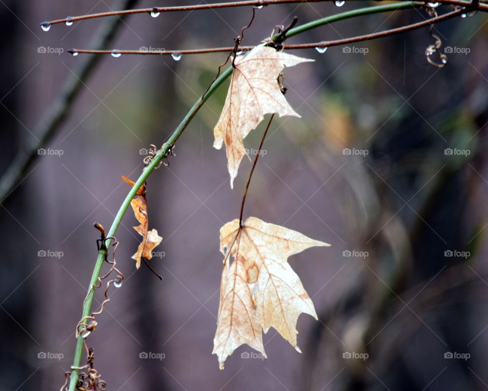 Winter Leaves in the Rain