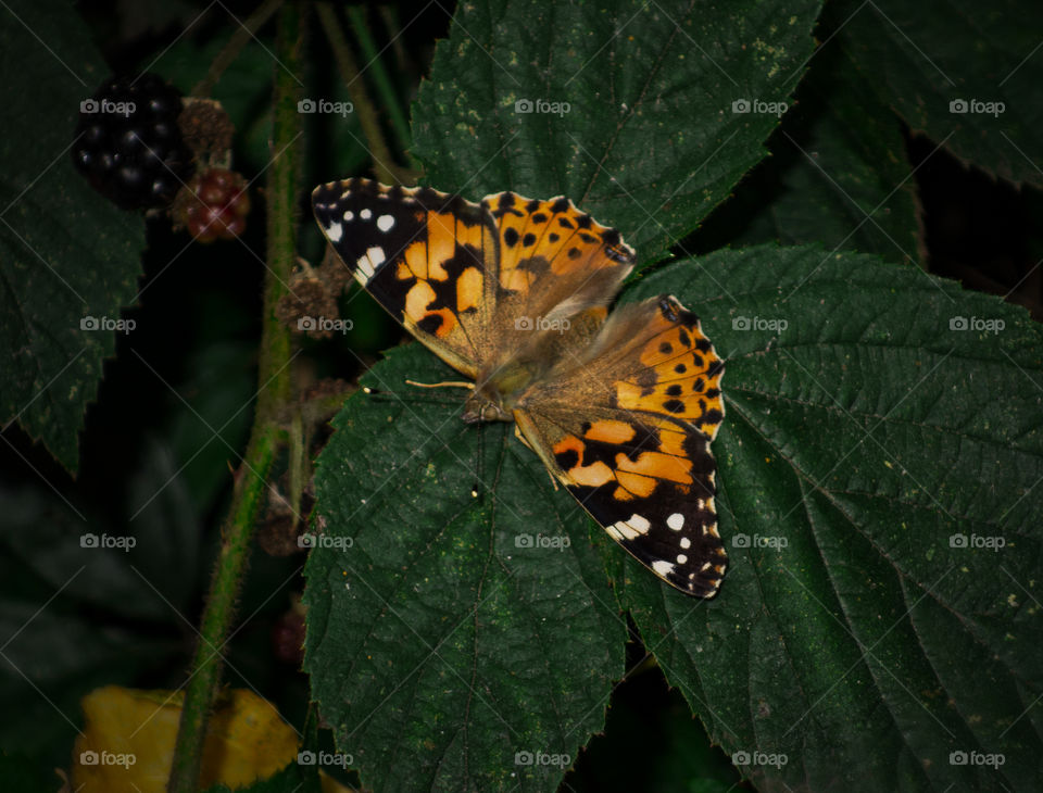 Painted lady (Vanessa cardui) Butterfly pictured on a bramble.