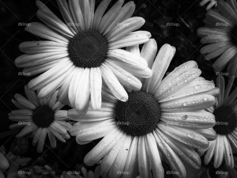 Water Drops On Daisy Flowers