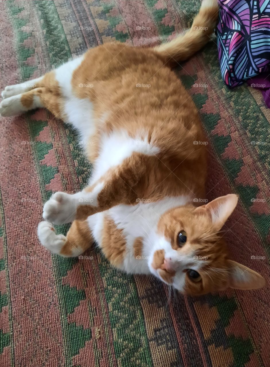 ginger cat lying on bed