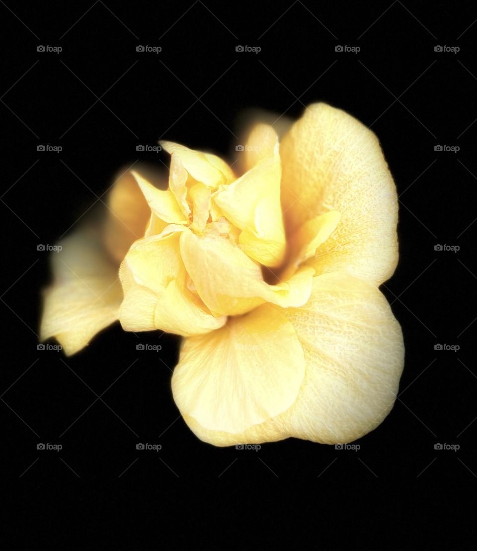 Yellow Curly Hibiscus 