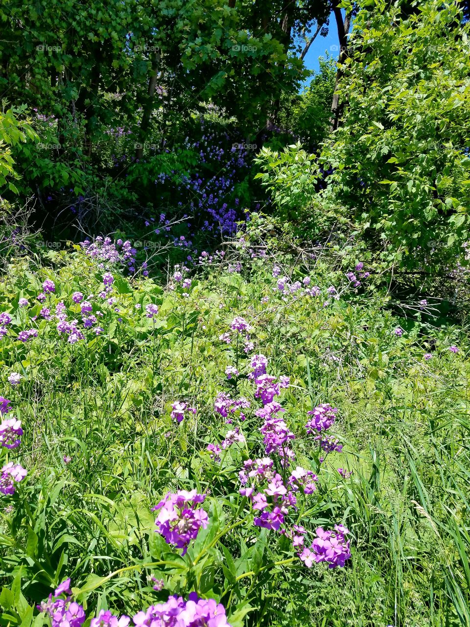 Spring Wildflowers