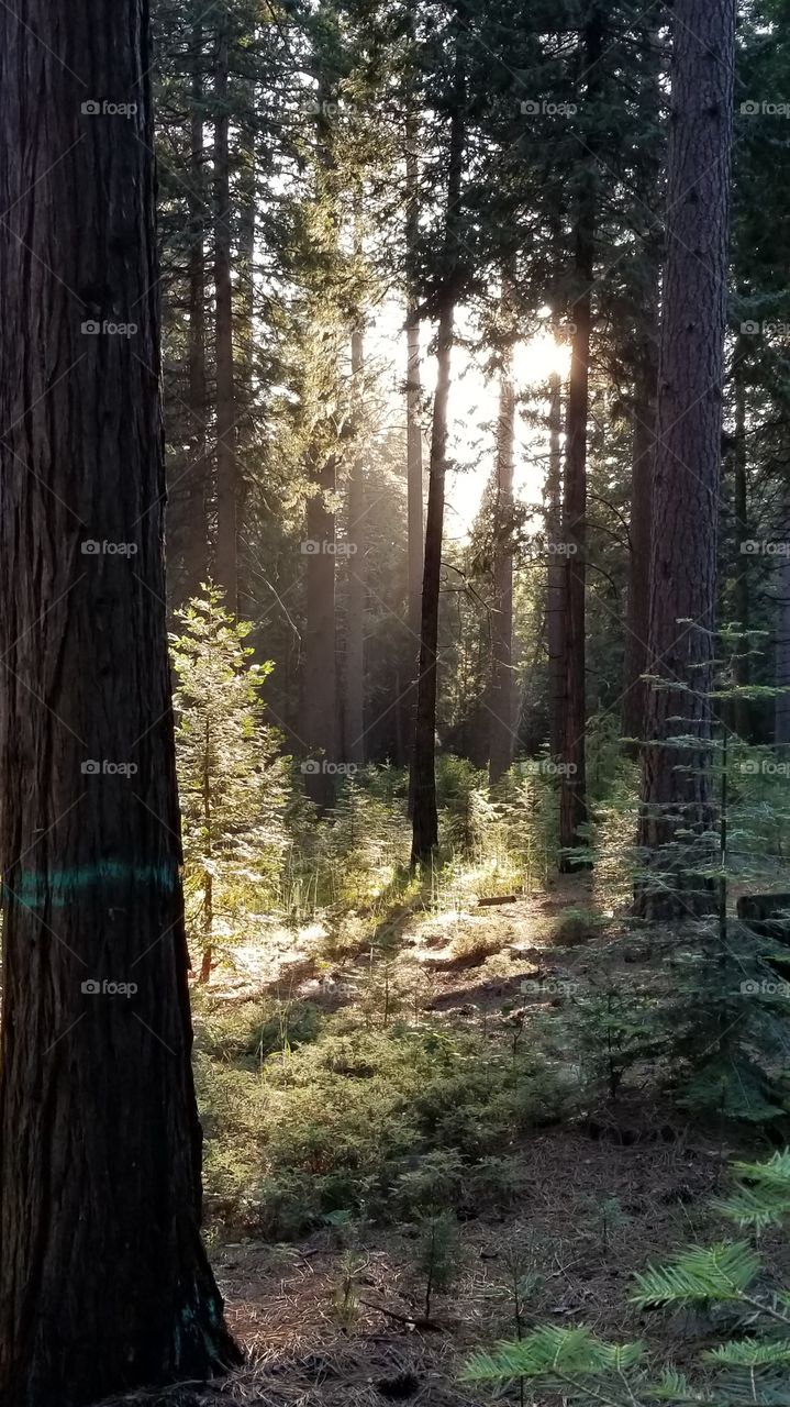Forest Light
