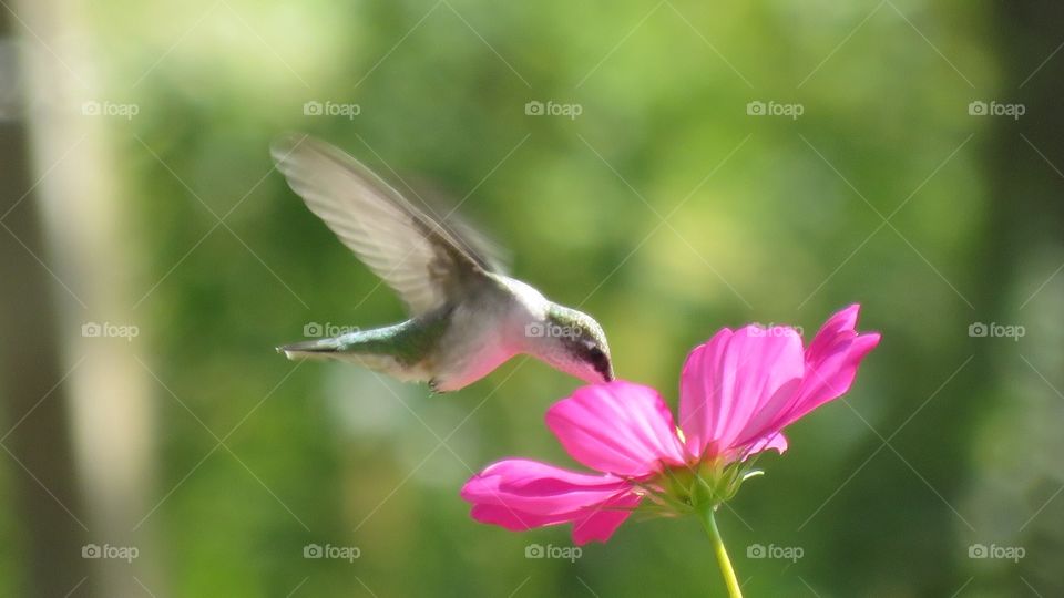 Hummingbirds 