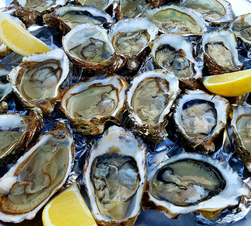 Fresh oysters