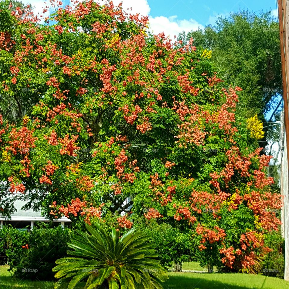 Garden, Leaf, Tree, Flower, No Person