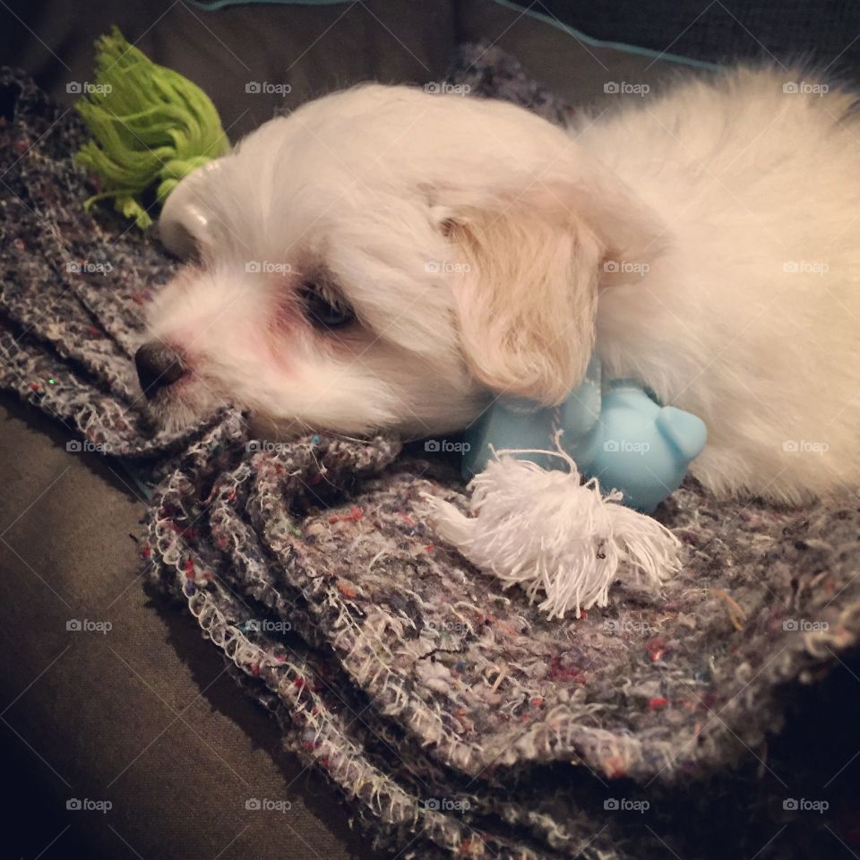 Coton de Tulear puppy 