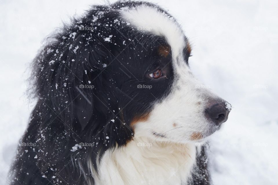Bernese in Snow