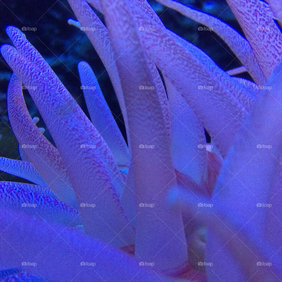 Close up of coral