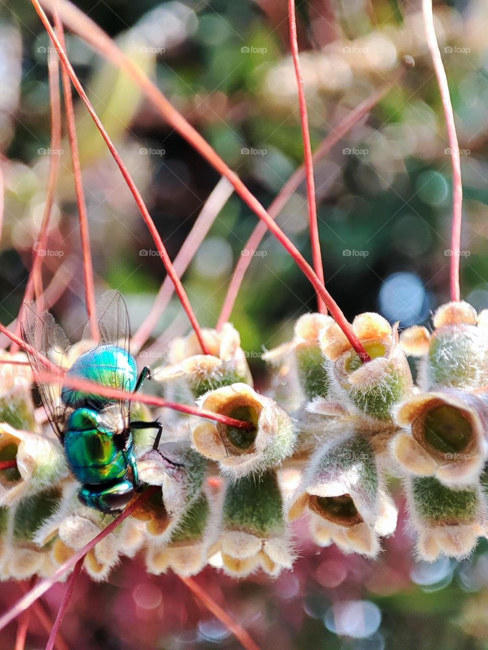 Bottle fly, feeding upon nectar