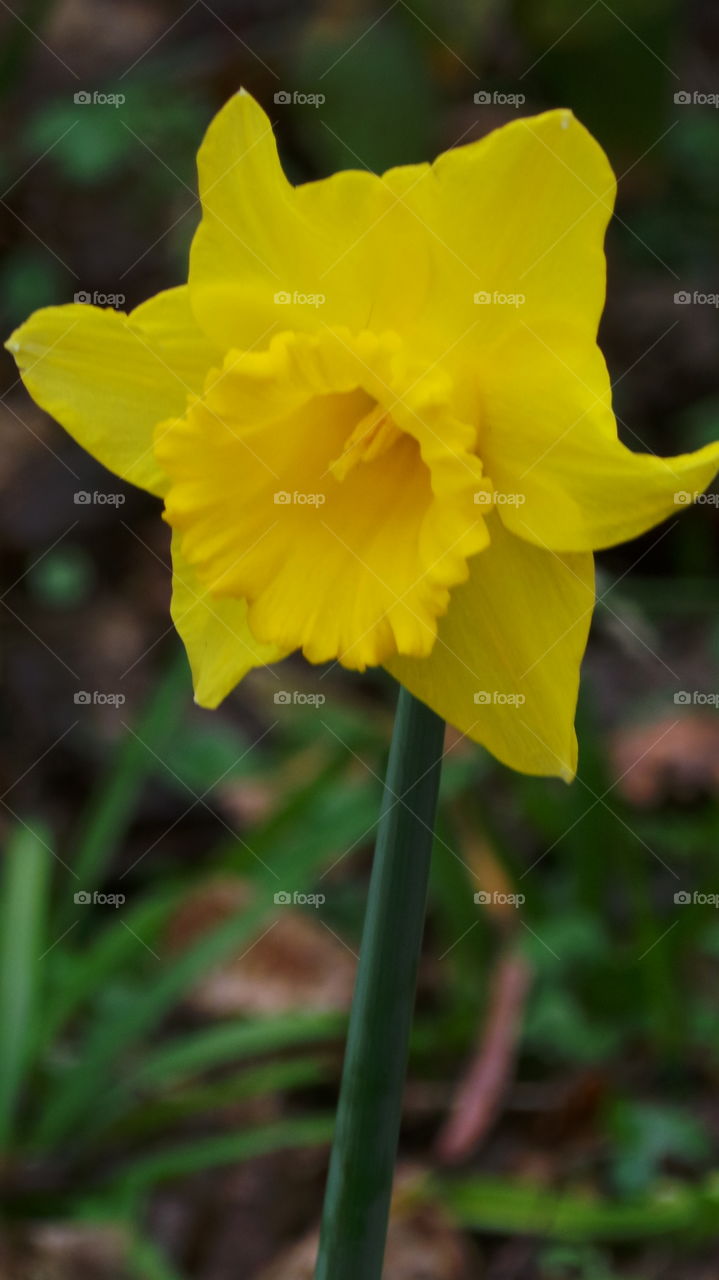 Welsh daffodil