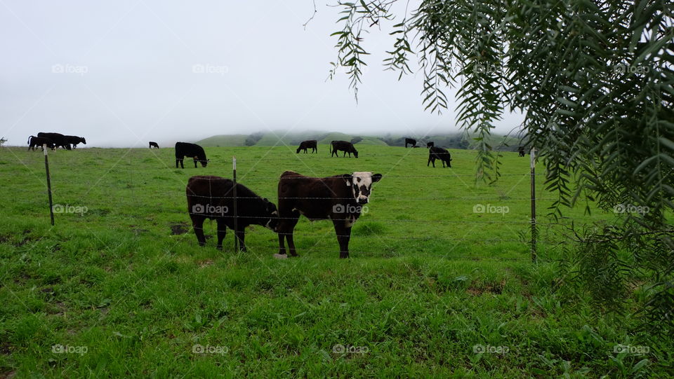 Grazing on a hill covered with fog