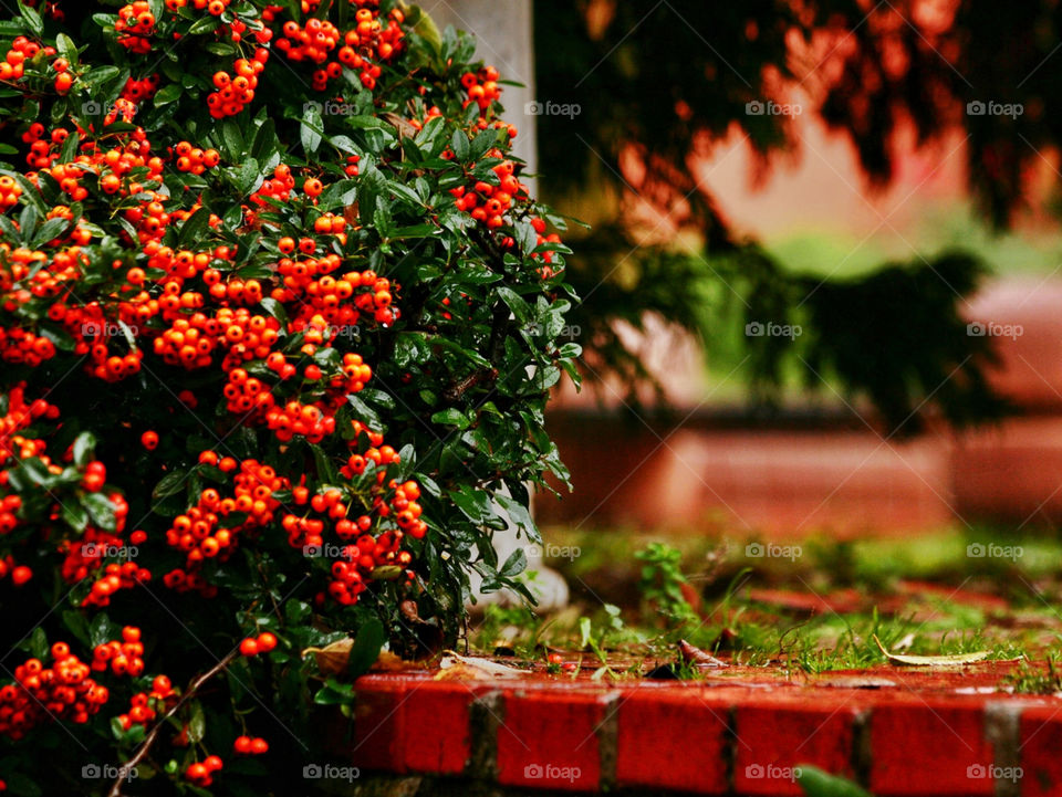 green italy tree orange by kuzeytac