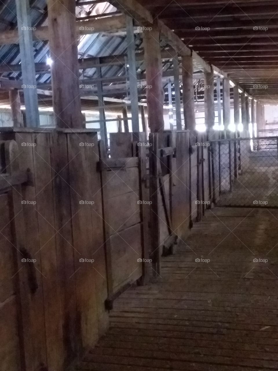 Australian  shearing shed