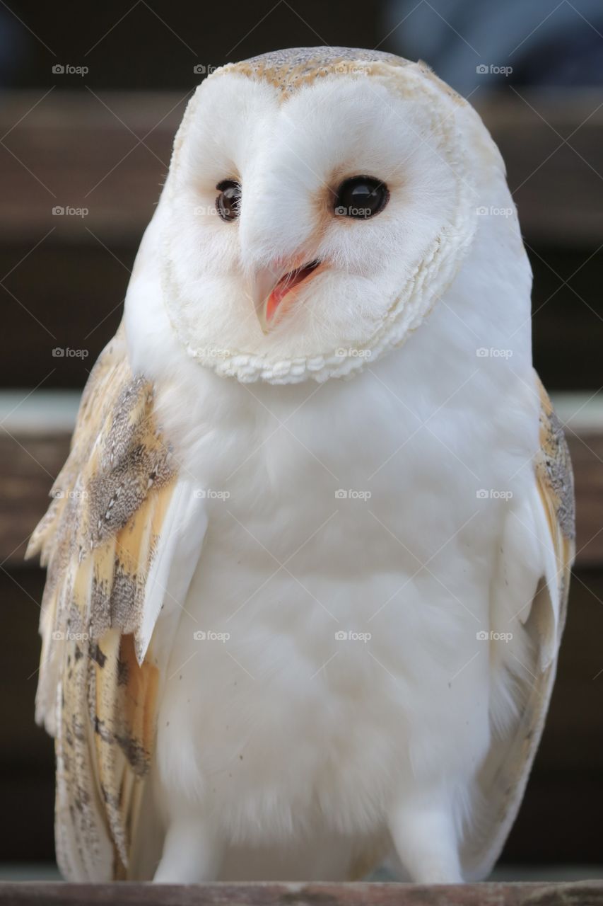 barn owl