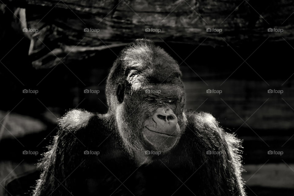 Gorilla portrait 