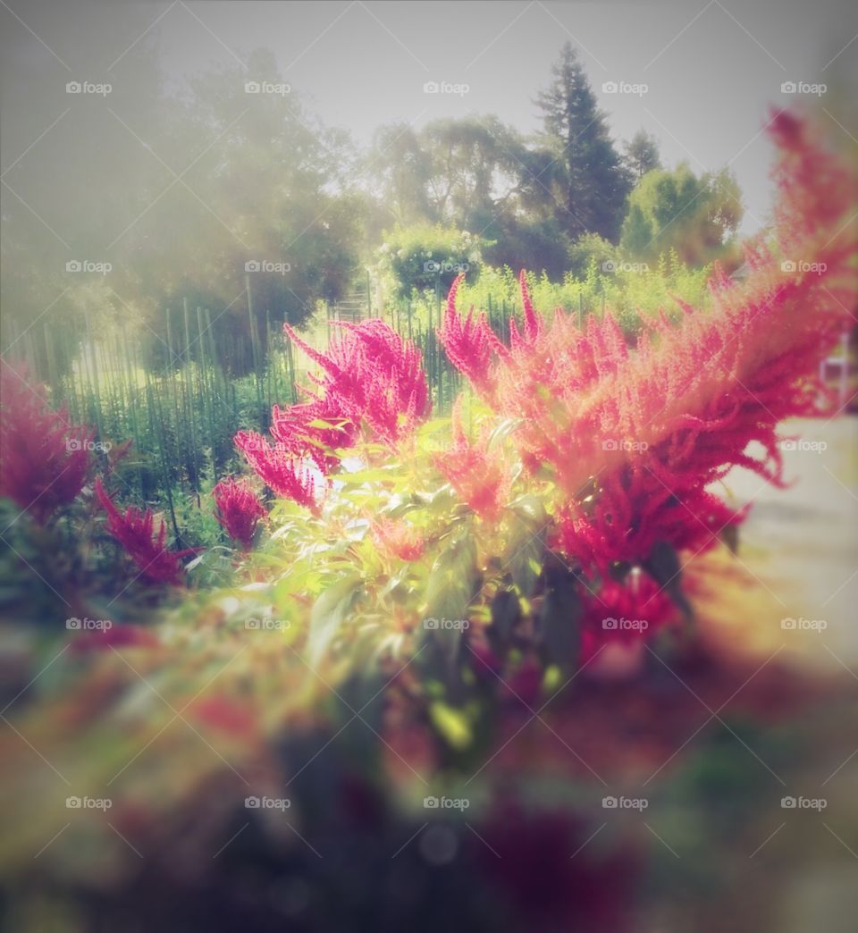 Celosia 