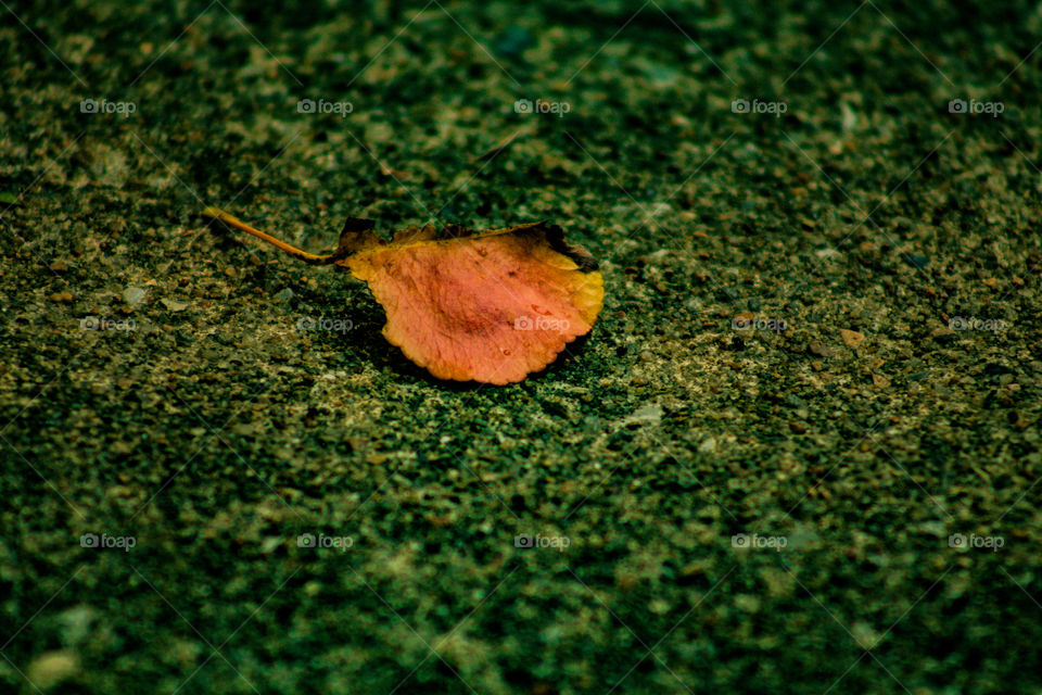 dying leaf