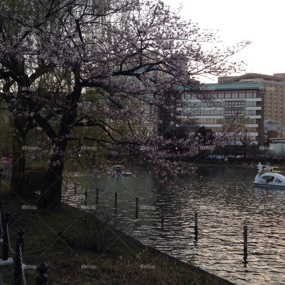 Cherry blossoms in ueno park