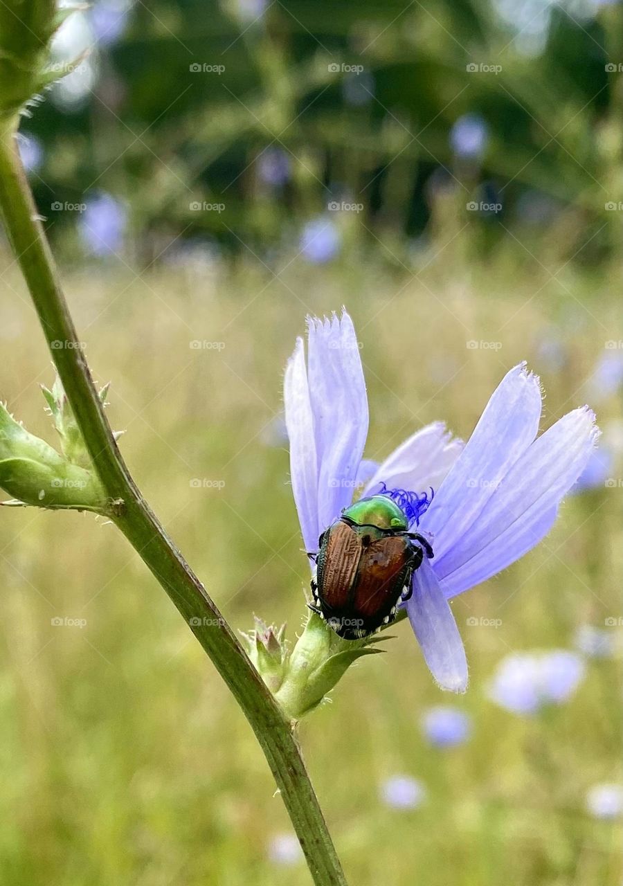 Japanese beetle on a chicory flower