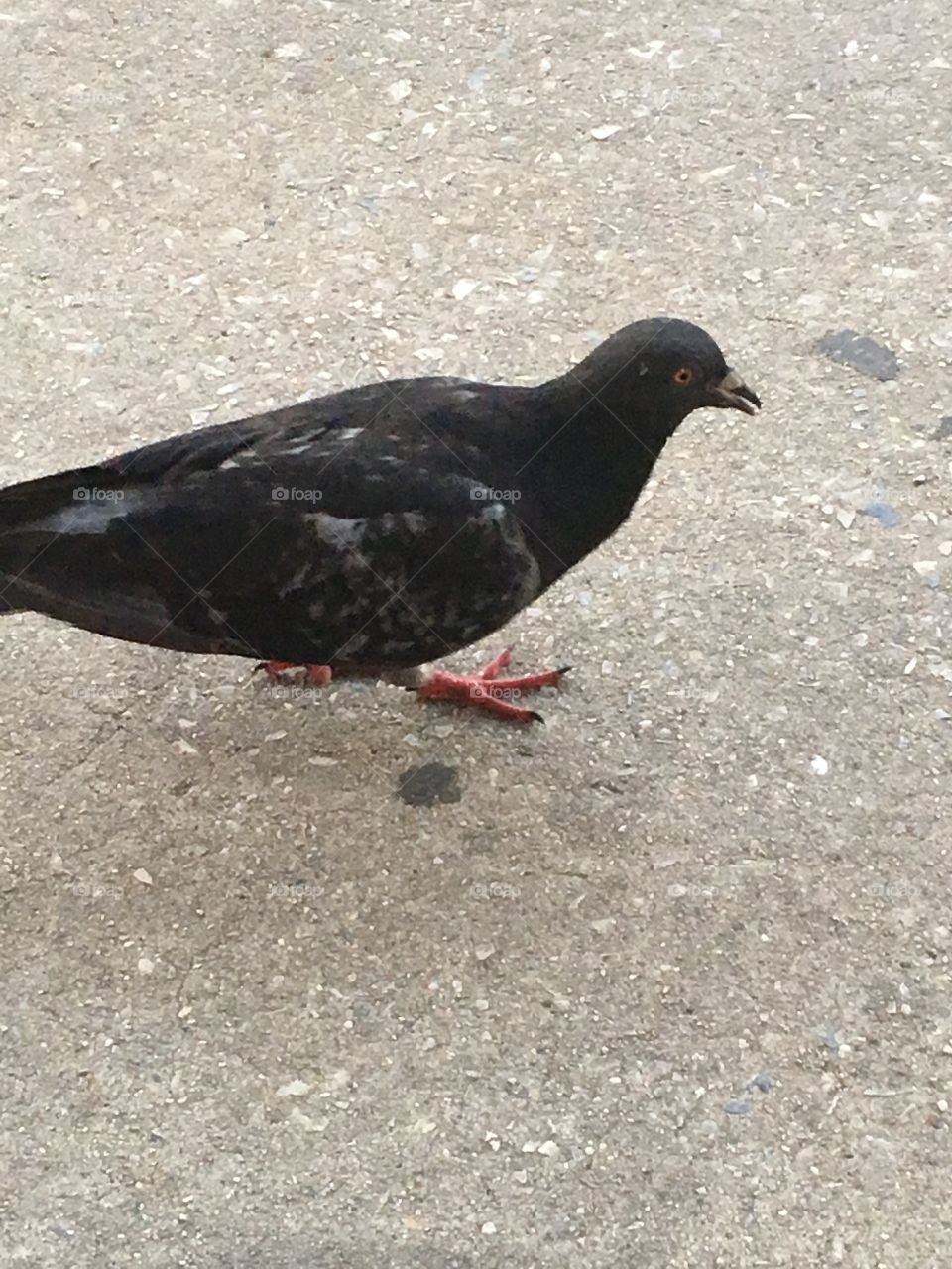 Pigeon 