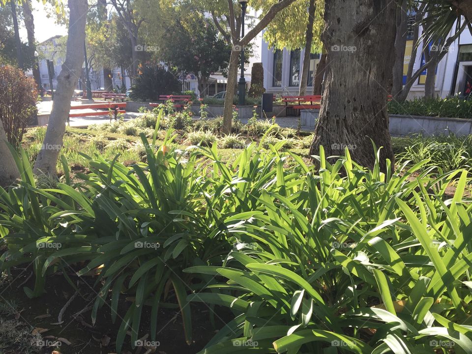 Morning light on a city garden 
