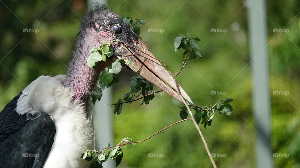 Marabou stork.