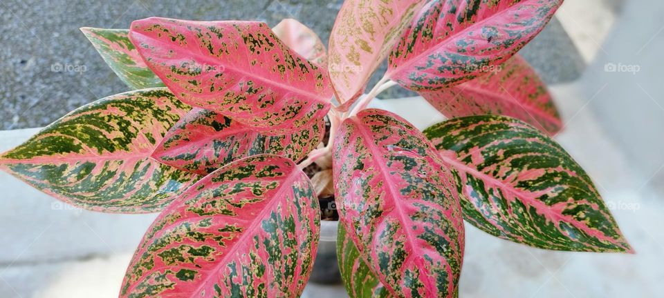 Aglaonema is a popular ornamental plant from the taro tribe or Araceae. The genus Aglaonema has about 30 species